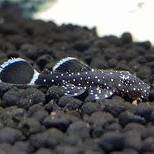 Ancistrus dolichopterus