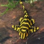 Leopard Frog Pleco (L134) 3 cm+