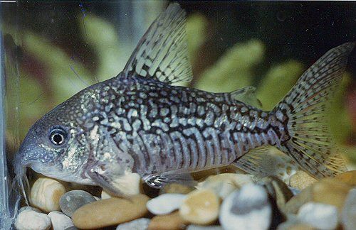 Corydoras sodalis