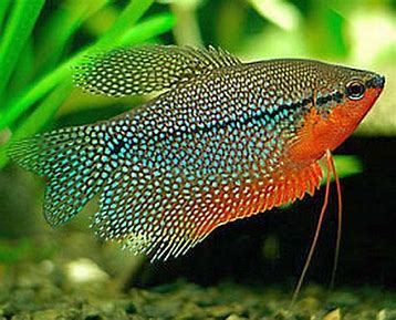 Pearl Gourami