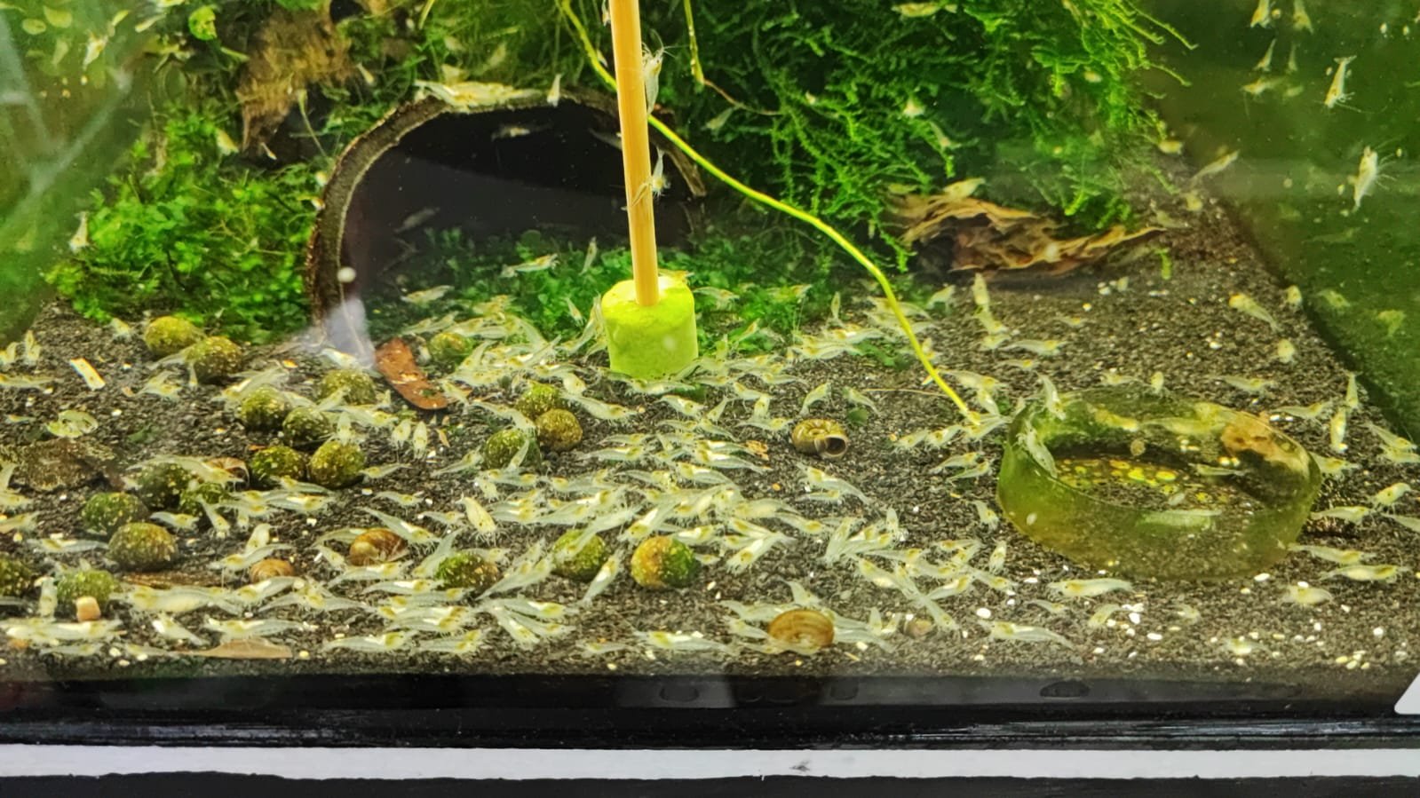 Snowball Shrimp