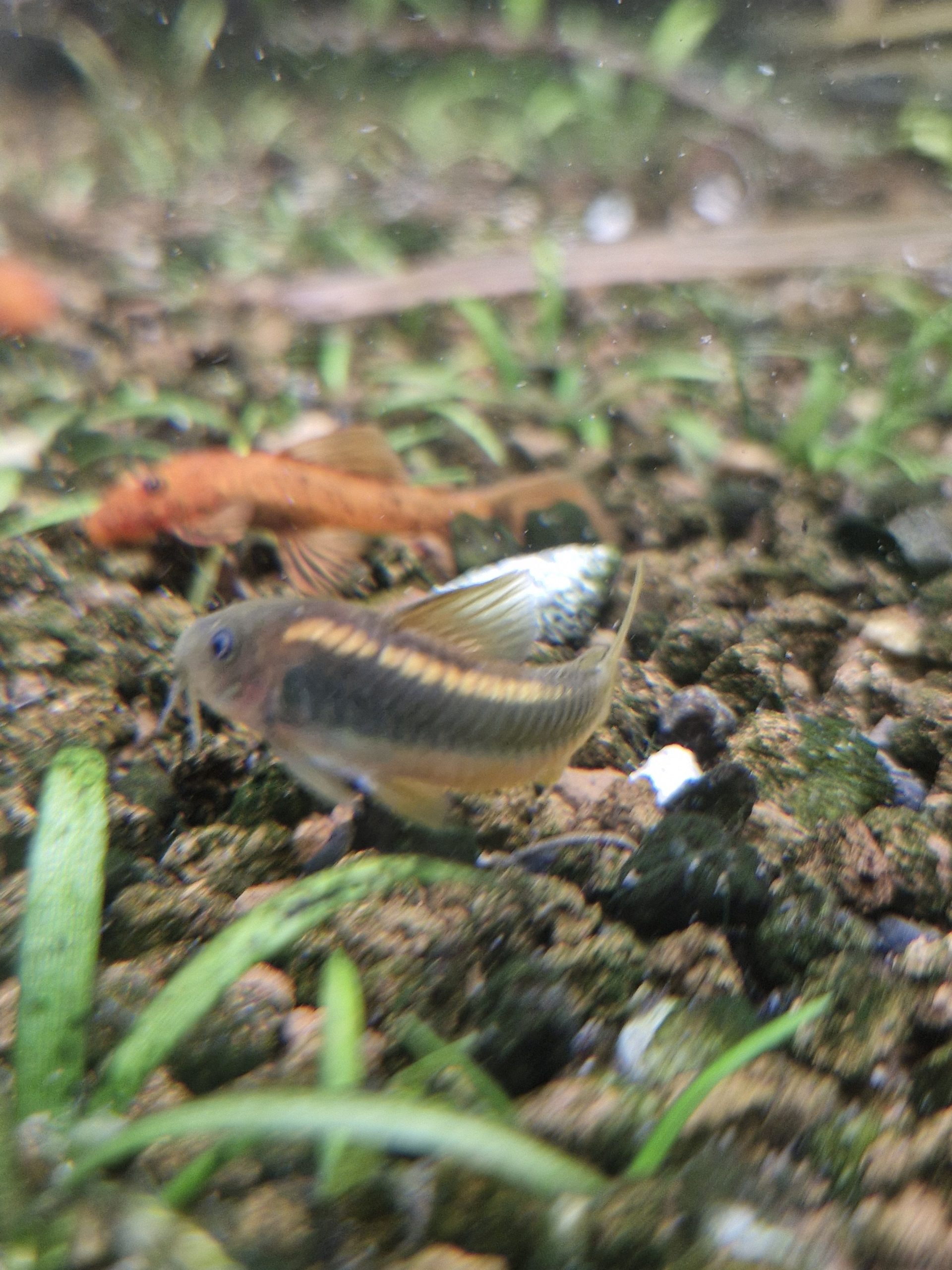 Gold Laser Corydoras