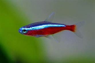 Cardinal Tetra